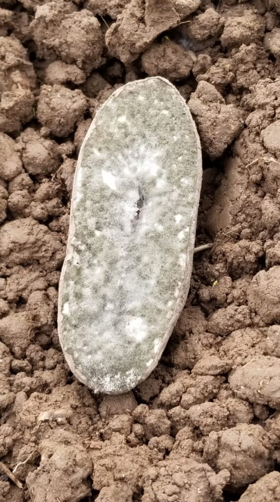 過湿により種イモが腐敗した