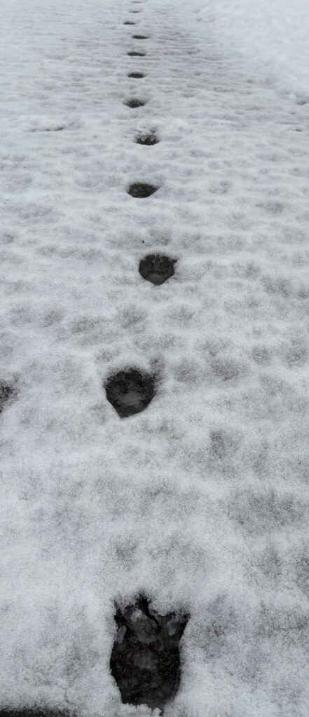 雪道に残されたクマの足跡。畑のすぐ脇の農道で発見