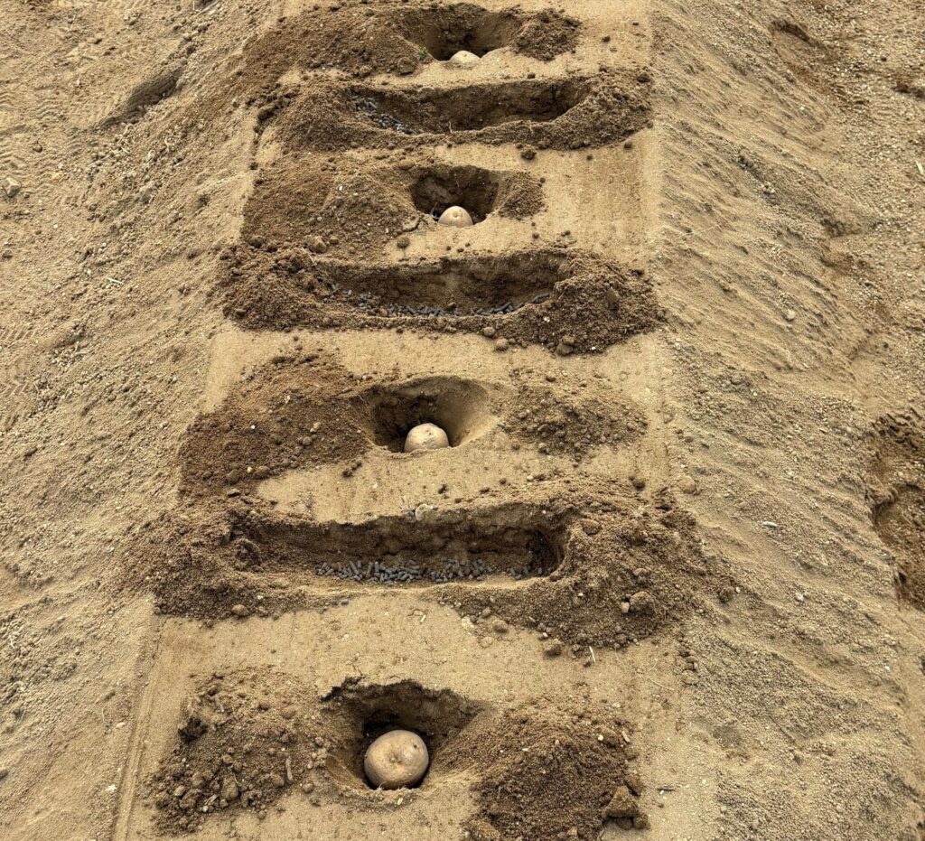 植え付け株間と肥料