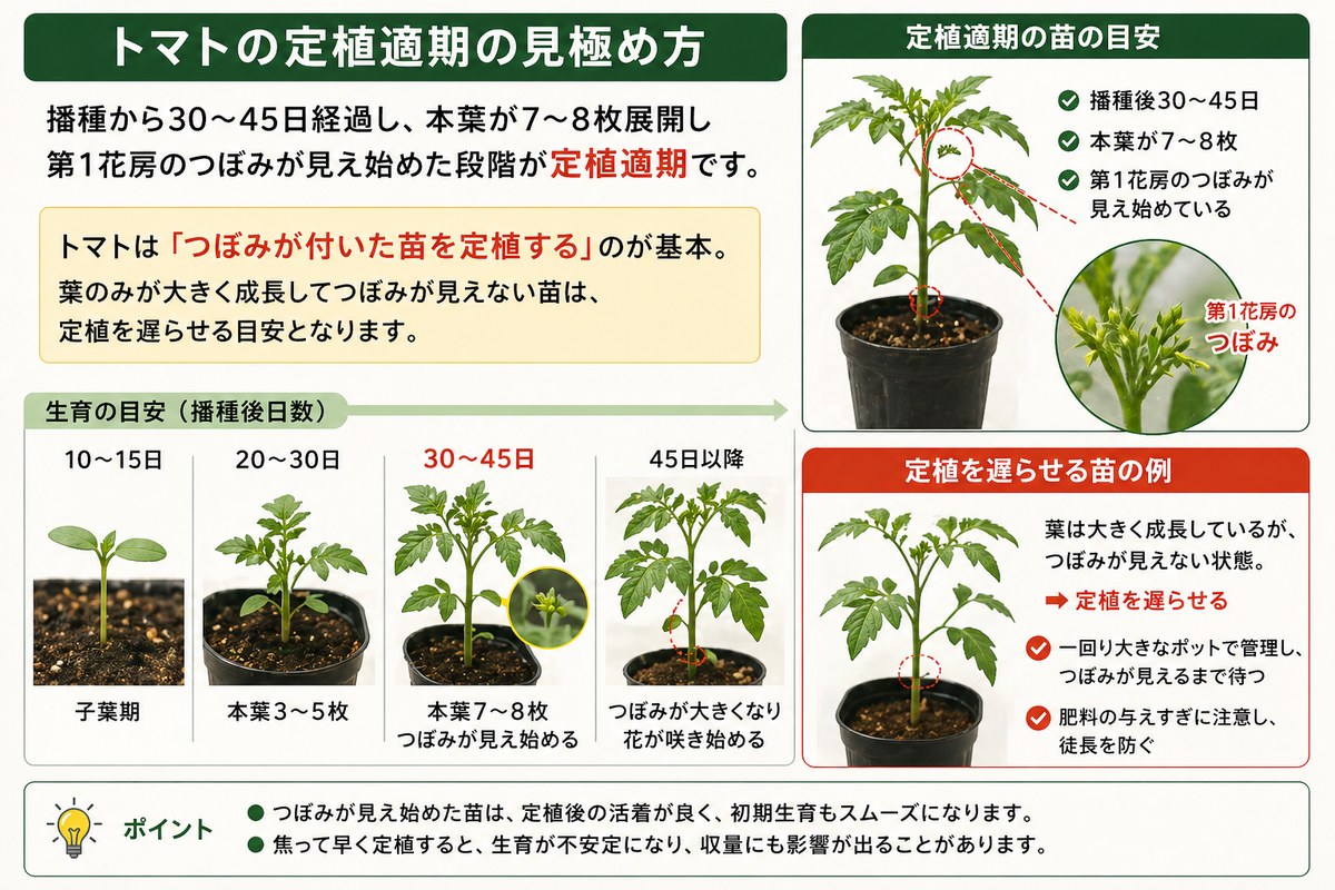 トマトの定植適期の見極め方の図解。播種から30〜45日経過し、本葉が7〜8枚展開し、第1花房のつぼみが見え始めた段階が定植適期。生育の目安は10〜15日で子葉期、20〜30日で本葉3〜5枚、30〜45日で本葉7〜8枚＋つぼみ、45日以降は花が咲き始める。葉のみが大きく成長してつぼみが見えない苗は定植を遅らせる