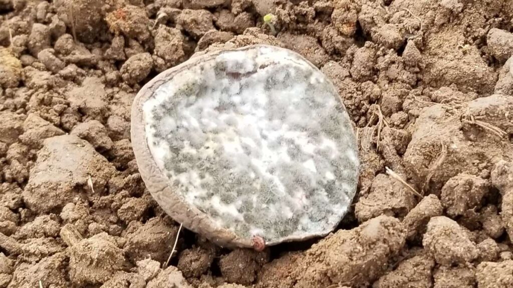 種芋にカビ発生