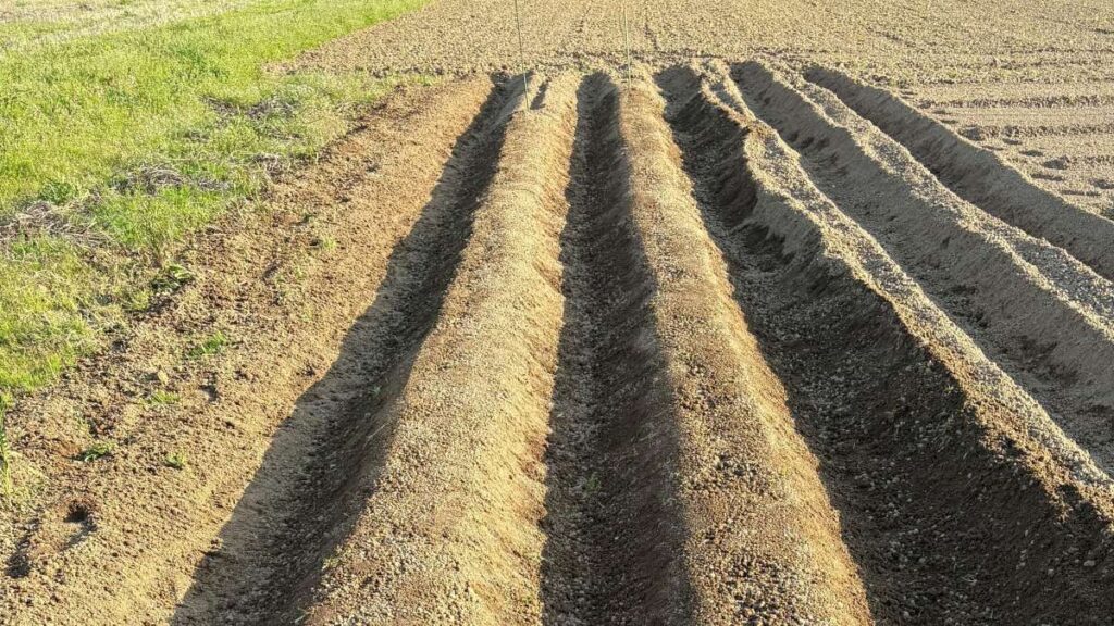 植え付け直後は水やり不要