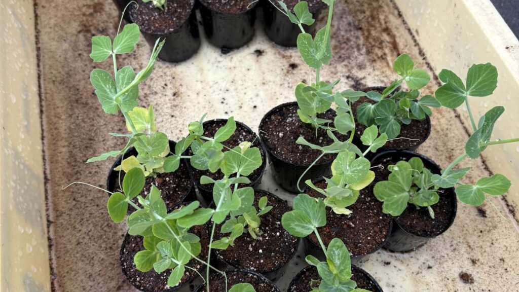 ポットで育苗