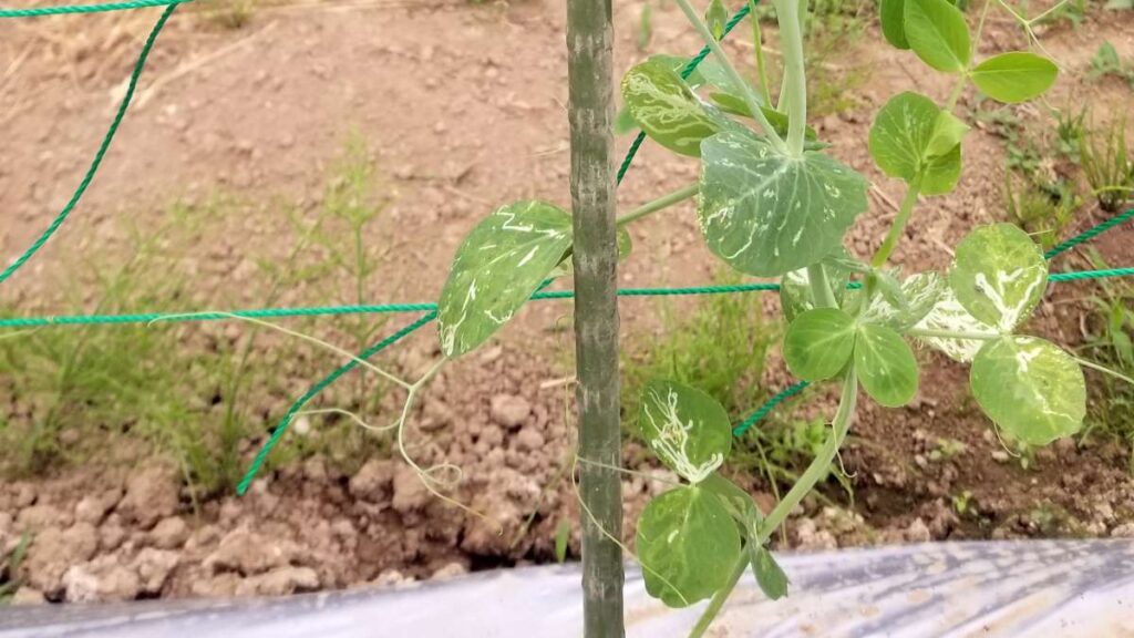 葉の白い模様がハモグリバエの被害