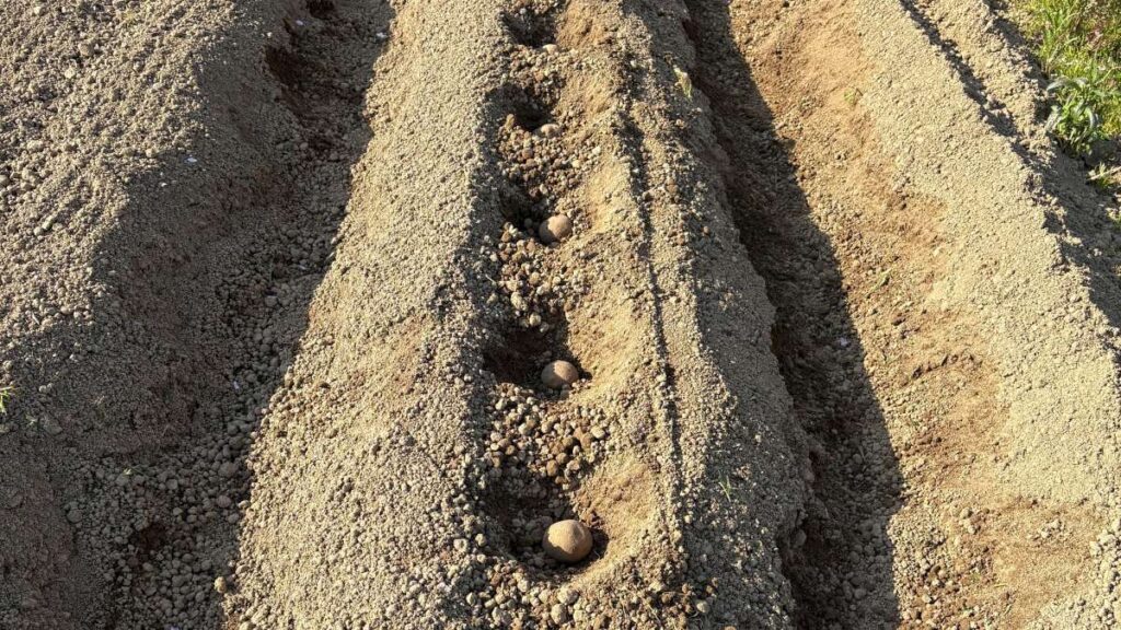 植え付けの間隔