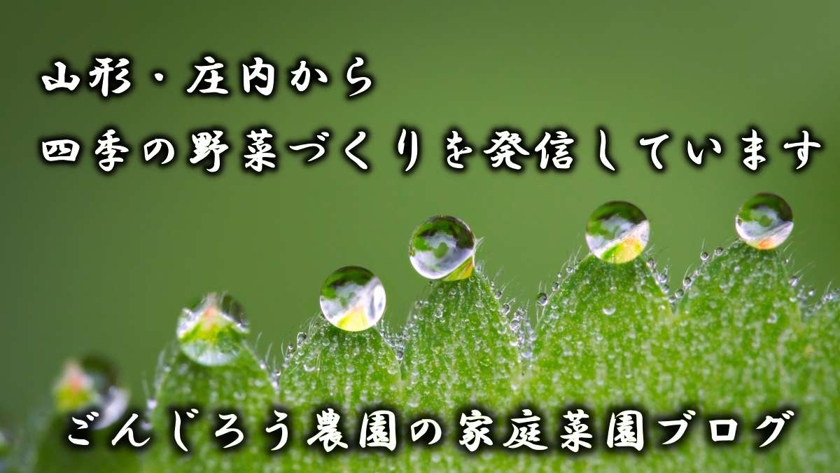 ごんじろう農園の家庭菜園ブログ