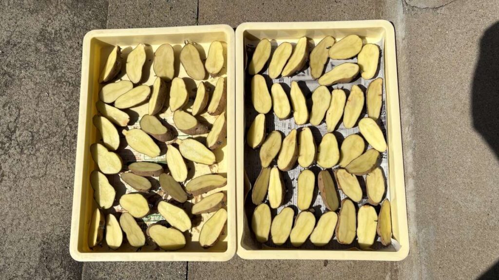 種芋の切り分け