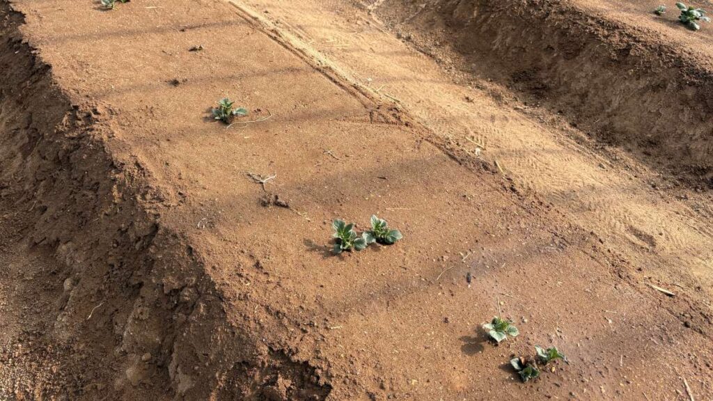 発芽したら水掛ける