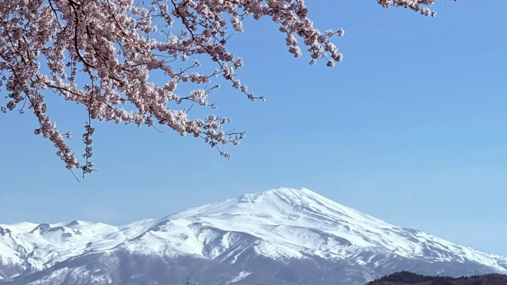 桜の開花が植え付け時期