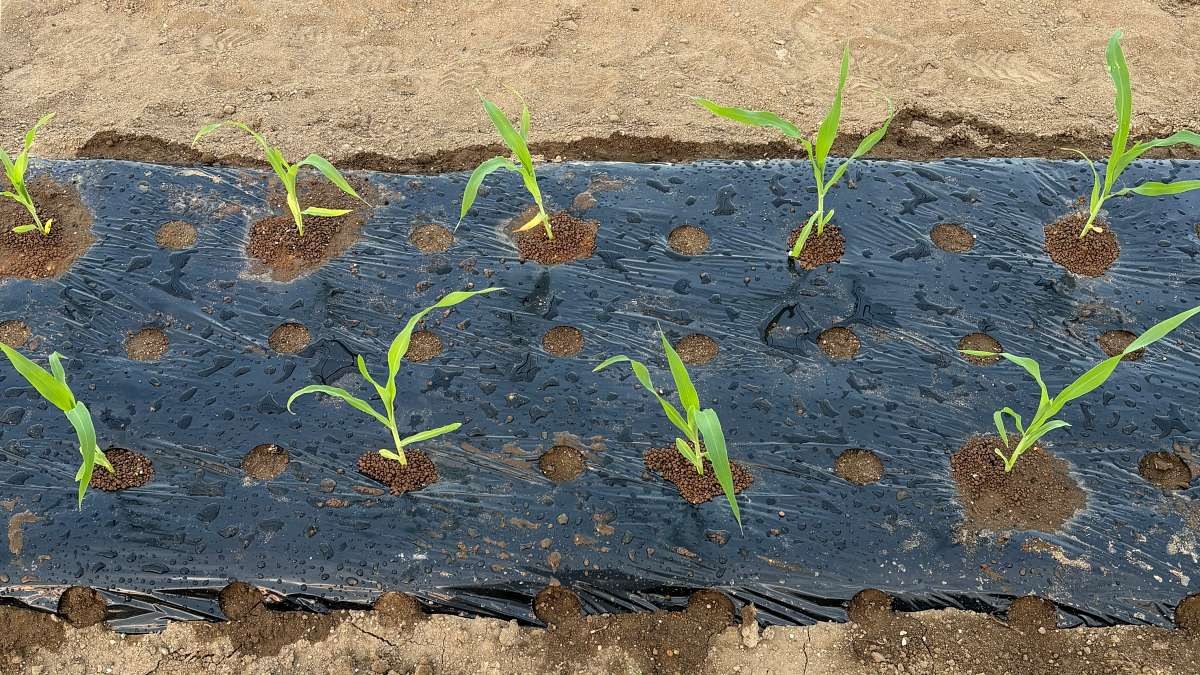 黒マルチに株間30cmの2列で定植したとうもろこしの苗。本葉2〜3枚で畑へ下ろした様子