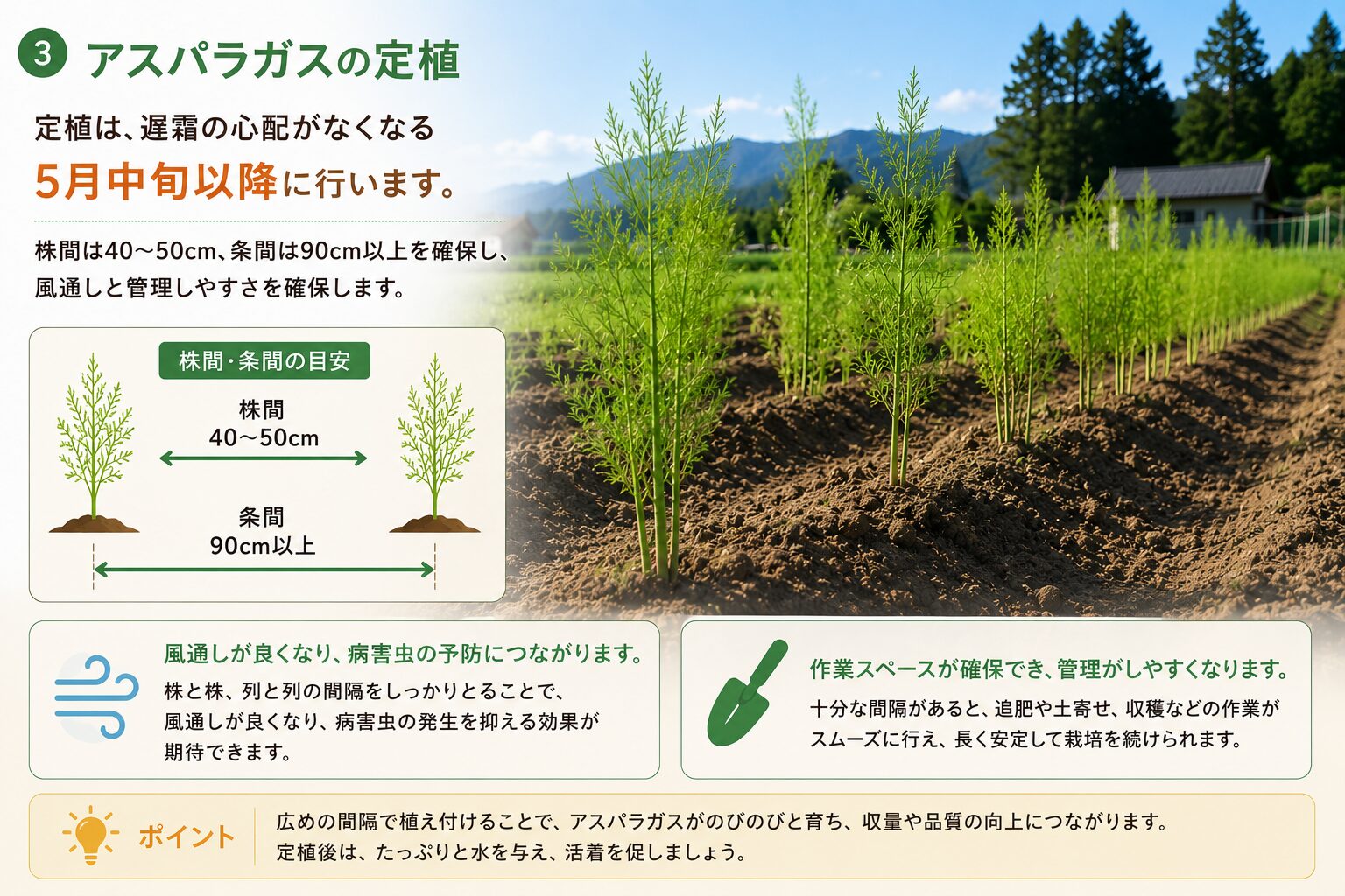 アスパラガスの定植は5月中旬以降。株間40〜50cm・条間90cm以上を確保することで風通しが良くなり、病害虫予防と作業スペース確保につながることを示すインフォグラフィック