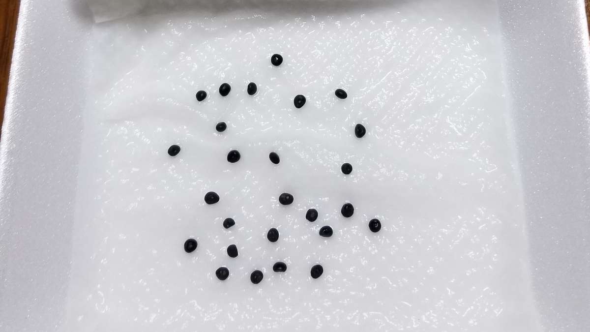 白い吸水シートを敷いたトレイに、アスパラガスの黒い種が約20粒並べられて常温水で吸水している様子の写真