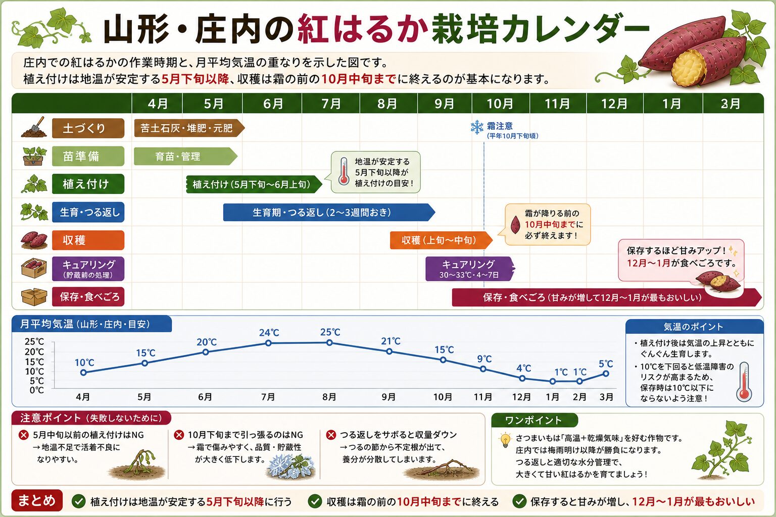 山形・庄内の紅はるか栽培カレンダー：土づくり（4〜5月中旬）、苗準備（5月中旬〜下旬）、植え付け（5月下旬〜6月上旬）、生育・つる返し（6〜9月）、収穫（10月上〜中旬）、キュアリング（10月中〜下旬）、保存・食べごろ（11月〜2月）と月平均気温（庄内目安）の重なり