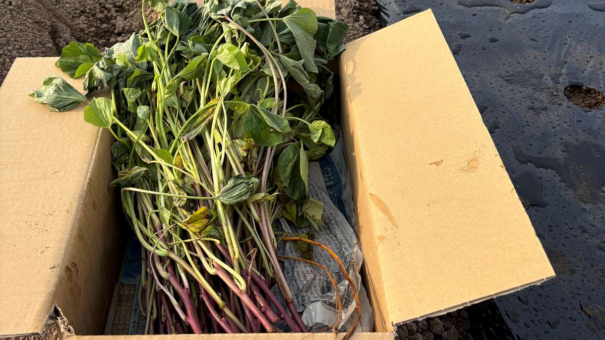 ダンボール箱に入って届いた紅はるかの苗（つる苗）。新聞紙に包まれ、紫色の茎と緑色の葉が見える
