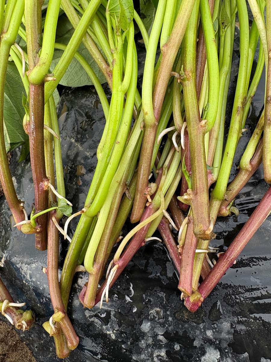 紅はるかのつる苗の茎の節から白く伸びた不定根のクローズアップ。土に植えると活着しやすい良好な状態