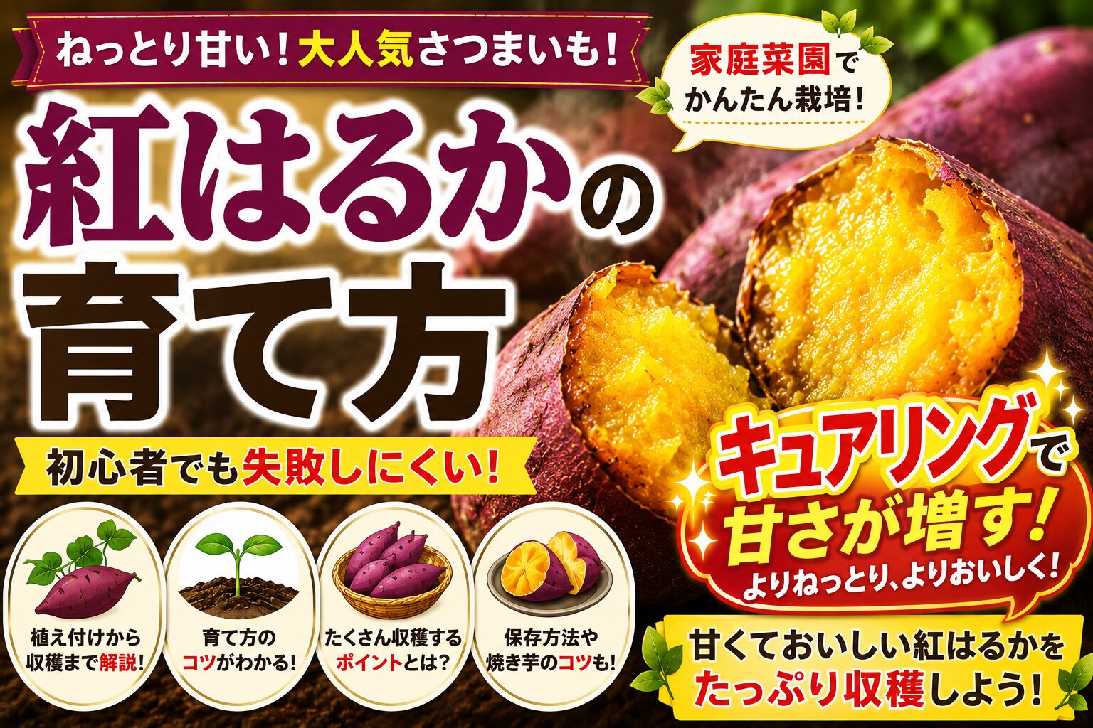 焼き芋にした紅はるかと「紅はるかの育て方」のタイトル。キャッチコピー：ねっとり甘い！大人気さつまいも！家庭菜園でかんたん栽培！初心者でも失敗しにくい！キュアリングで甘さが増す！