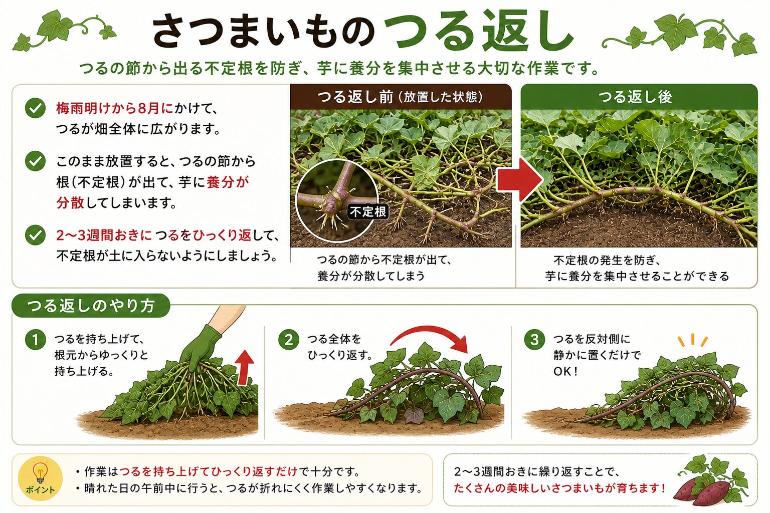 さつまいものつる返しインフォグラフィック：目的（不定根の発生を防ぎ芋に養分を集中させる）、タイミング（梅雨明けから8月、2〜3週間おき）、3ステップのやり方（持ち上げる→ひっくり返す→反対側に置く）
