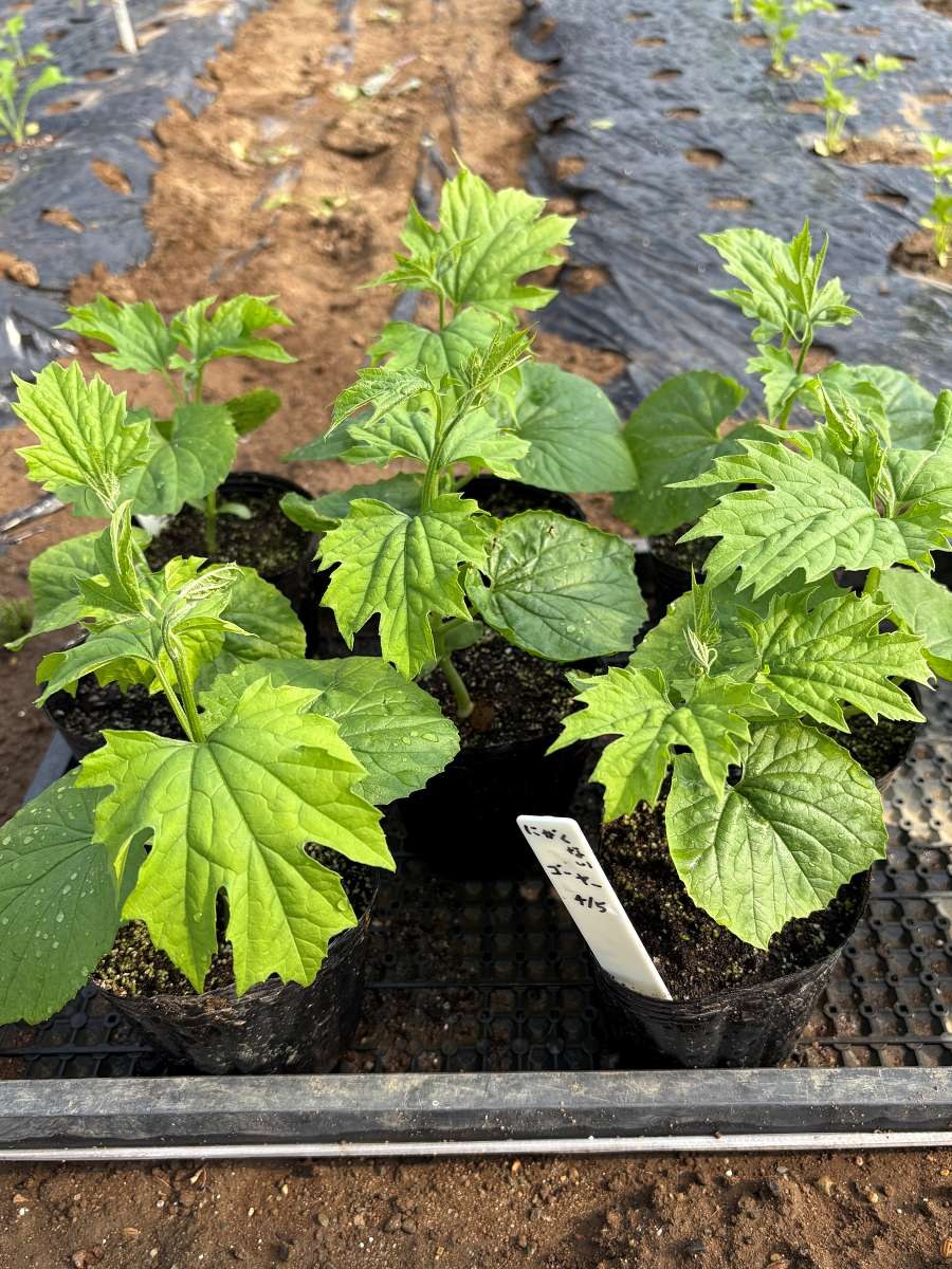 ポリポットで育苗中のゴーヤー苗。本葉が複数枚展開し、定植準備が整った状態
