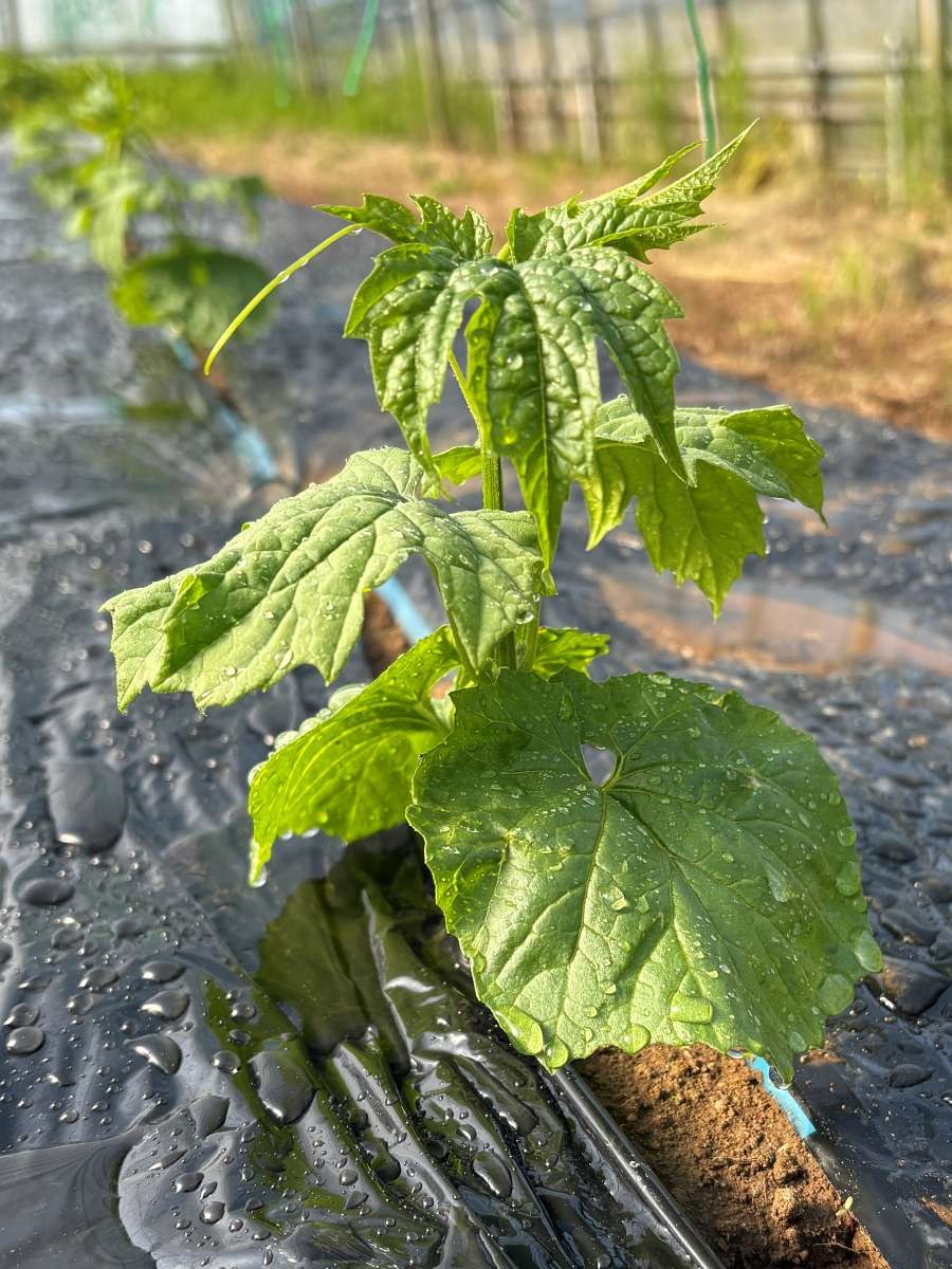 黒マルチに穴を開けて定植したゴーヤー苗。灌水直後で葉に水滴が残る