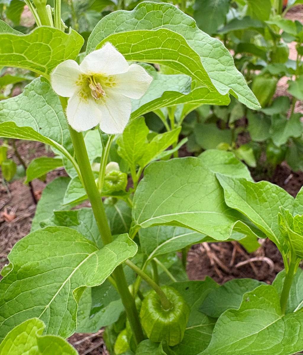 2026年5月20日、庄内のハウス内で咲くほおずきの白い小花。下向きにベル状の花が一輪開いている