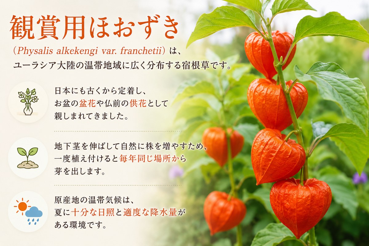 観賞用ほおずき（Physalis alkekengi var. franchetii）はユーラシア大陸温帯原産の宿根草で、日本では盆花・供花に使われ、地下茎で増えることを図解したインフォグラフィック