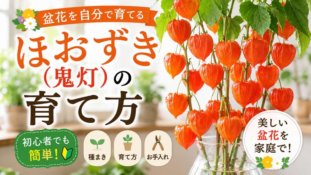 橙赤色に色づいたほおずき（鬼灯）の枝。タイトル「盆花を自分で育てる ほおずき（鬼灯）の育て方」と「初心者でも簡単」のキャッチ