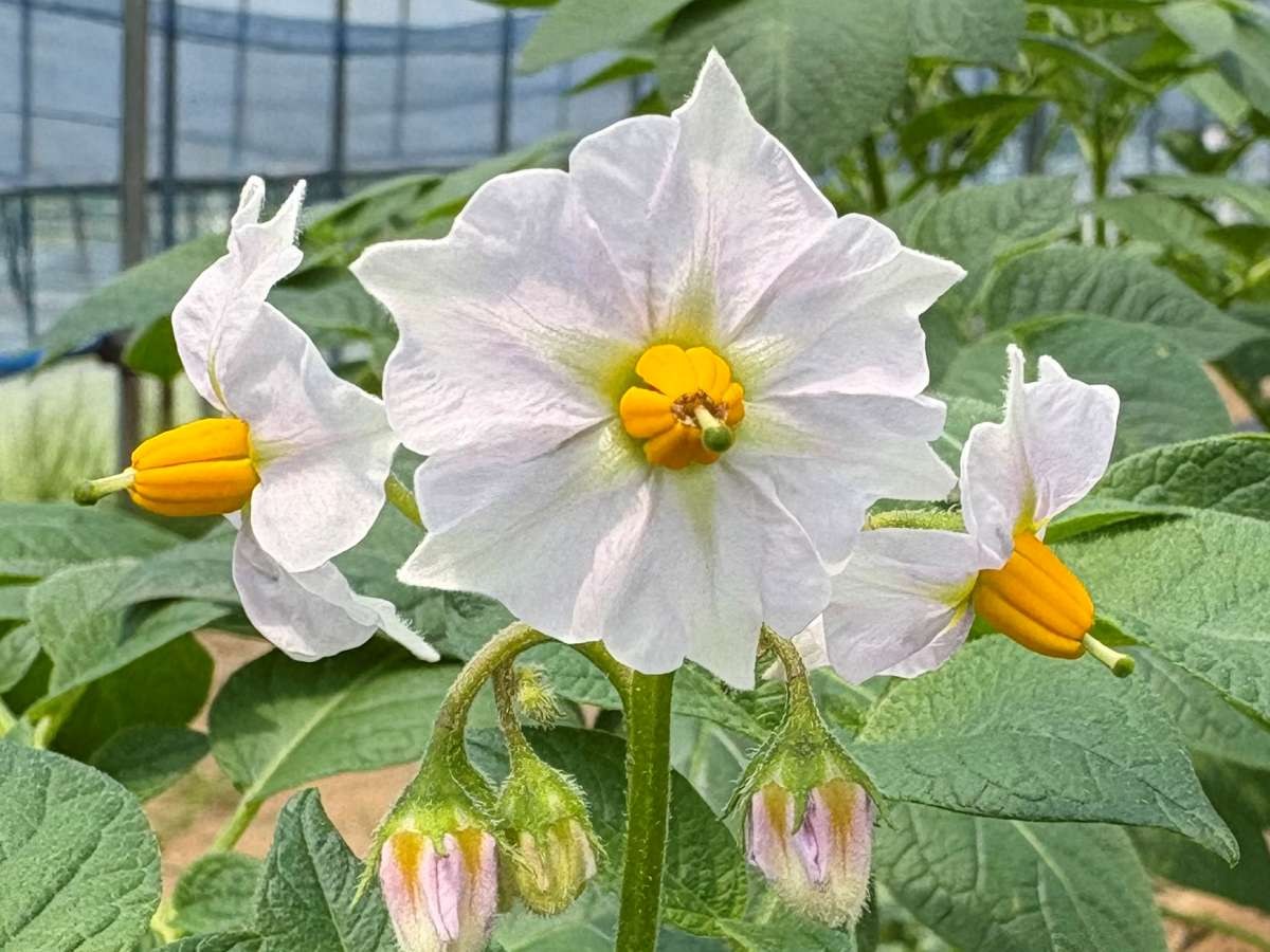 2026年5月13日、庄内の畑で開花したキタアカリの白い花。中心が黄色く、3輪が並んで咲いている