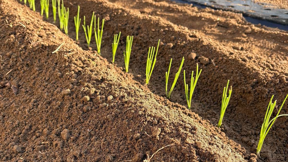 溝植えにした長ねぎの苗。庄内の畑に100本を株間10cmで植え付けた様子