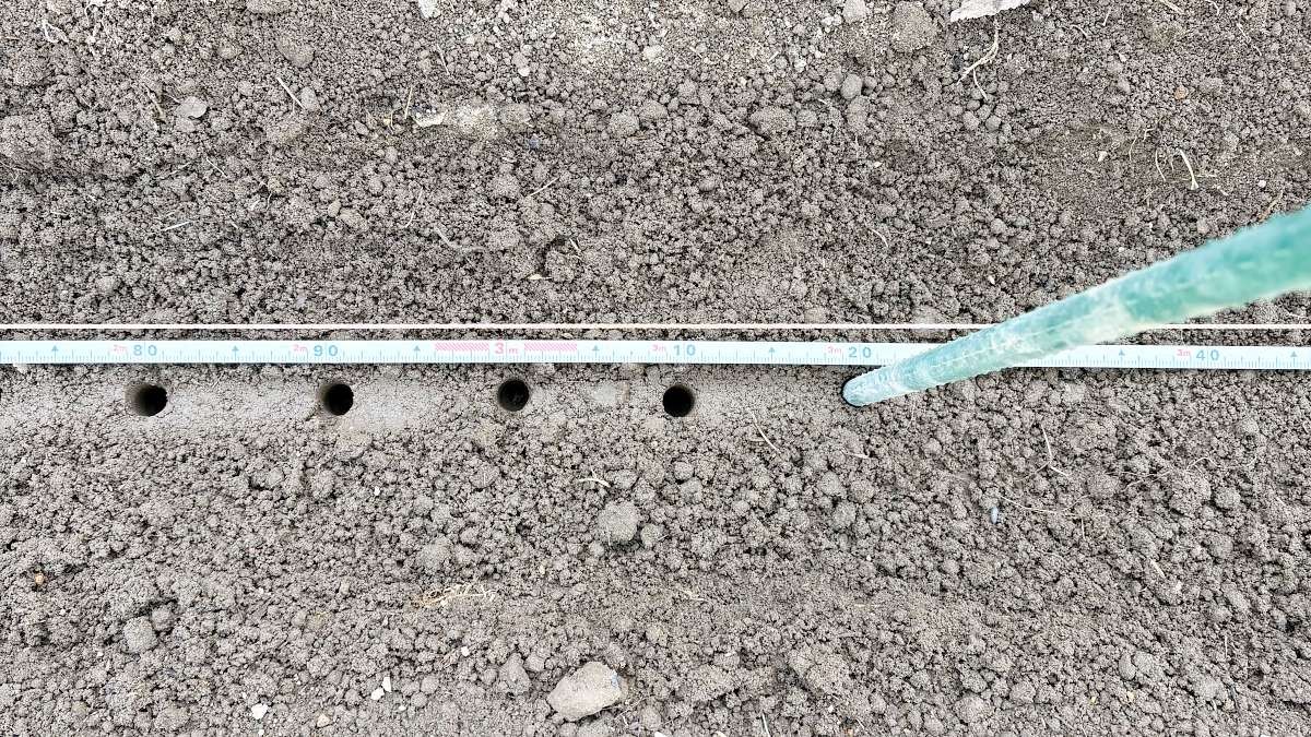 巻尺を当てて株間10cmの間隔で植え穴をつけた様子