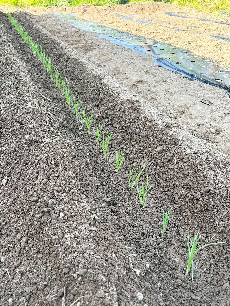 溝に植え付けた長ねぎの苗の列。掘り上げた土を両側に寄せている