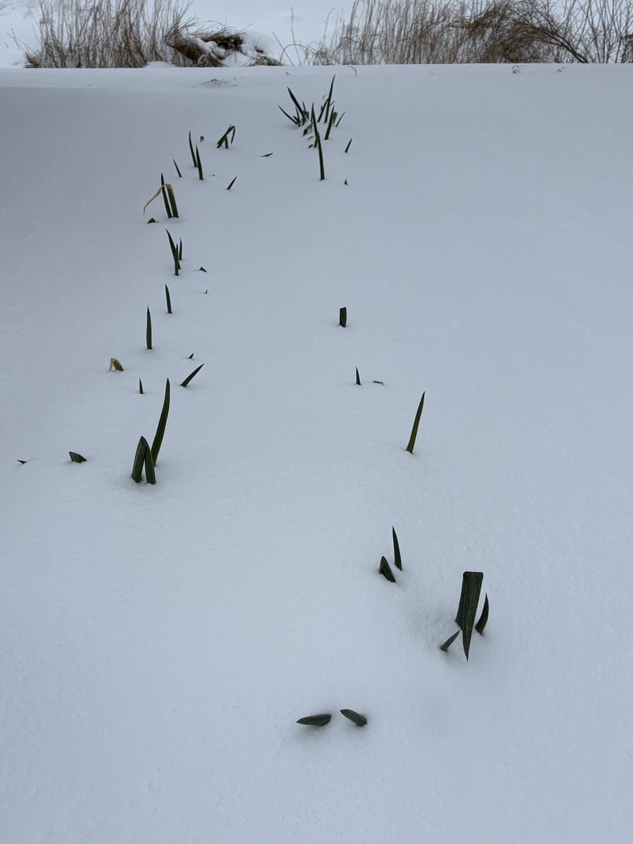雪に覆われた畑から葉を出して越冬する長ねぎ