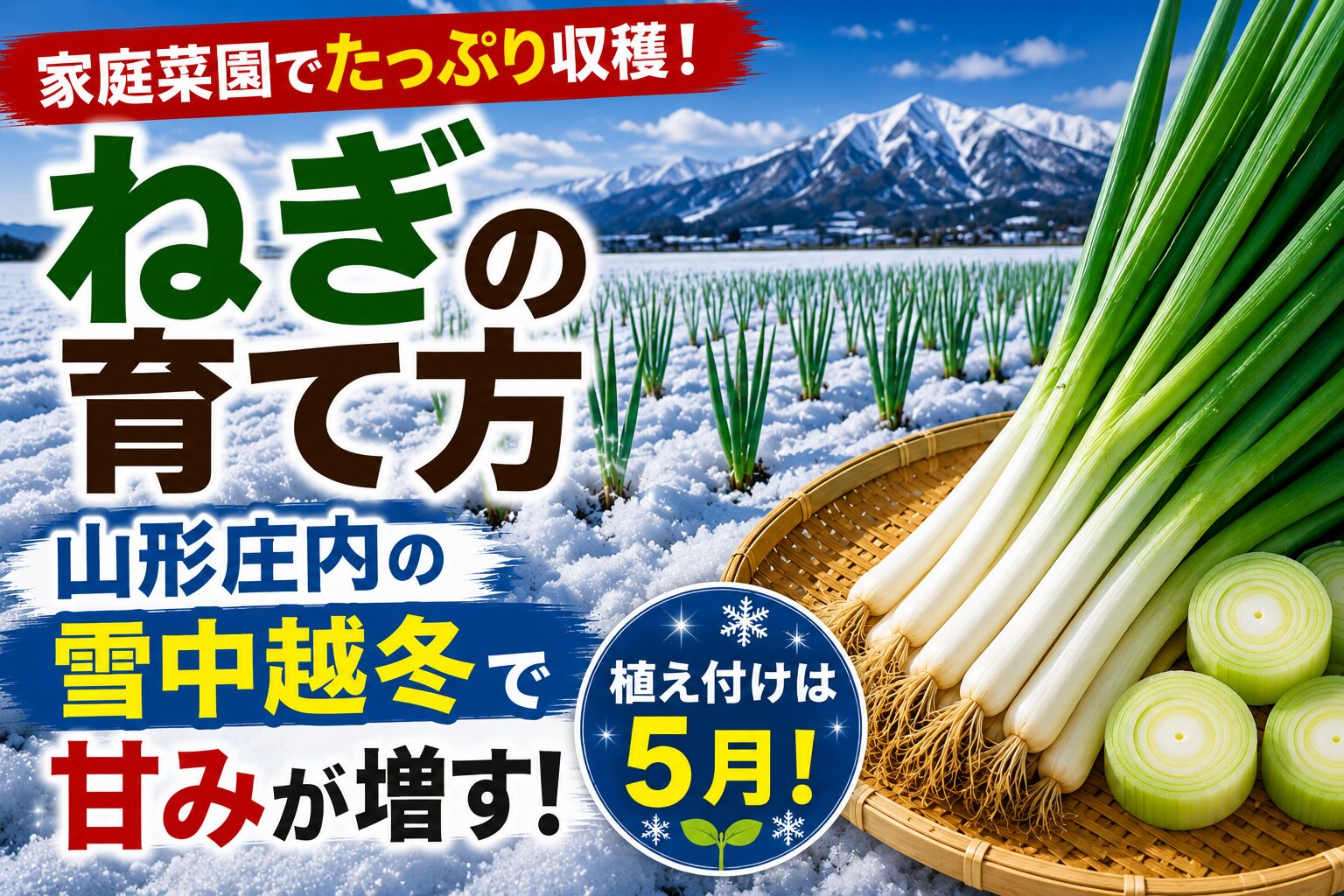 雪の積もった山形・庄内のねぎ畑と、収穫した長ねぎを盛ったざる。「ねぎの育て方／山形庄内の雪中越冬で甘みが増す／植え付けは5月」のタイトル