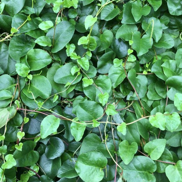 窓辺を覆うおかわかめの緑のカーテン。つるが伸びて厚みのある葉が密に茂っている