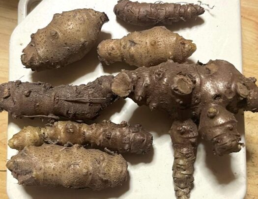 おかわかめの葉のつけ根にできたむかご。小さな粒状で、これを採って翌年の種にする