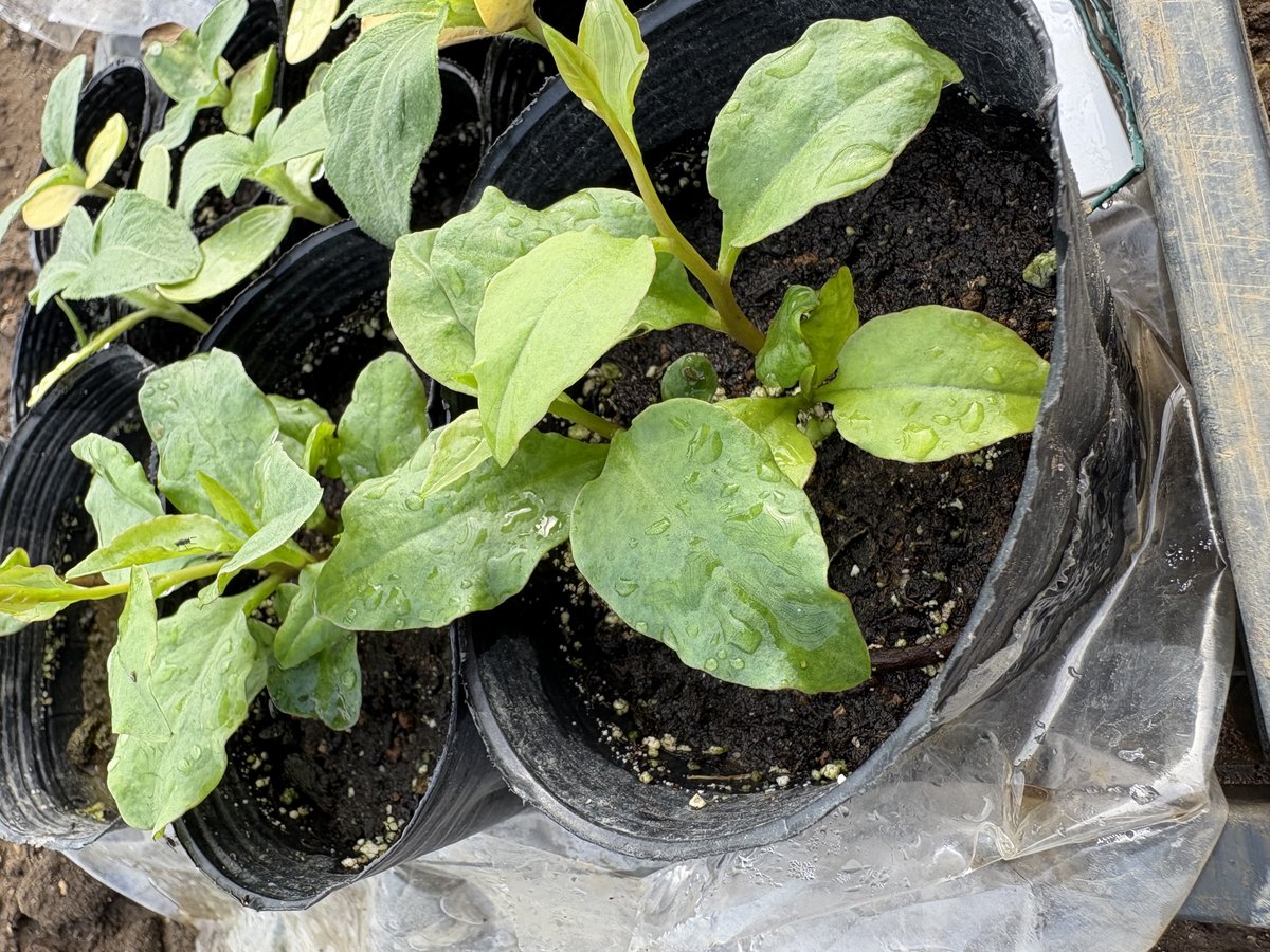 むかごから育てたおかわかめの苗。黒ポットに植わり、厚みのある楕円形の葉が数枚出ている
