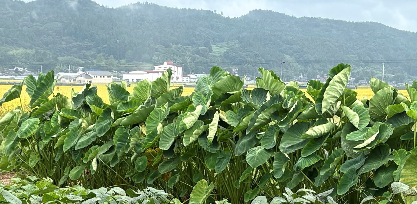 庄内の山並みを背景に茂る里芋・土垂の葉