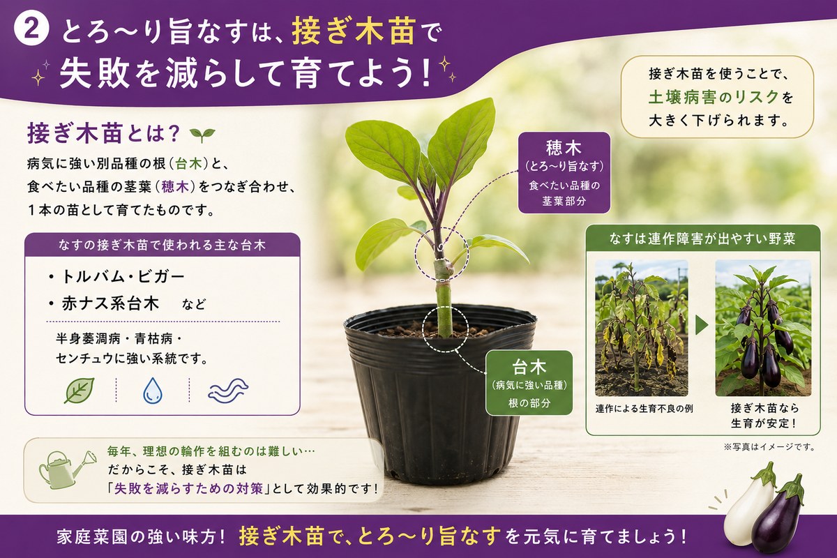 接ぎ木苗のインフォグラフィック。穂木（とろ〜り旨なす）と台木（病気に強い品種）の構造、トルバム・ビガー／赤ナス系台木、なすは連作障害が出やすい野菜であること、接ぎ木苗で失敗を減らせる説明