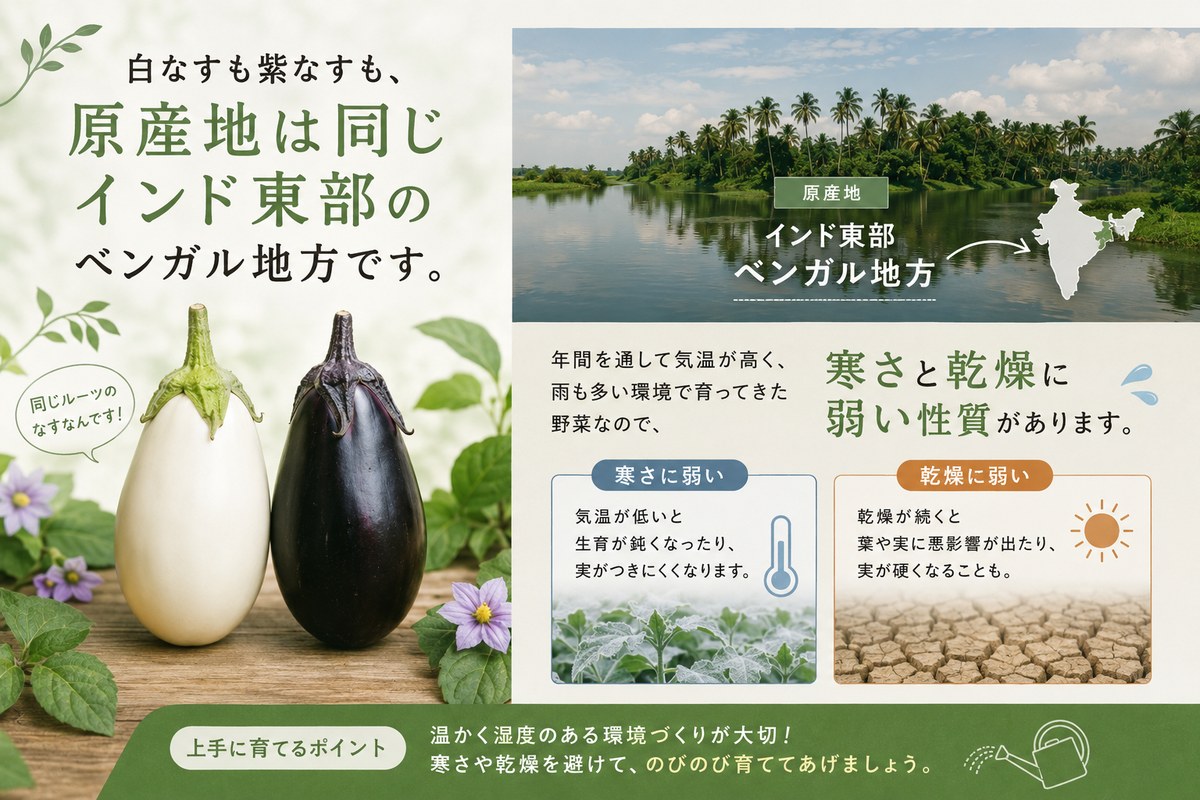 白なすと紫なすのインフォグラフィック。原産地はインド東部・ベンガル地方で、寒さに弱い・乾燥に弱い性質がある旨と、温かく湿度のある環境づくりのポイント