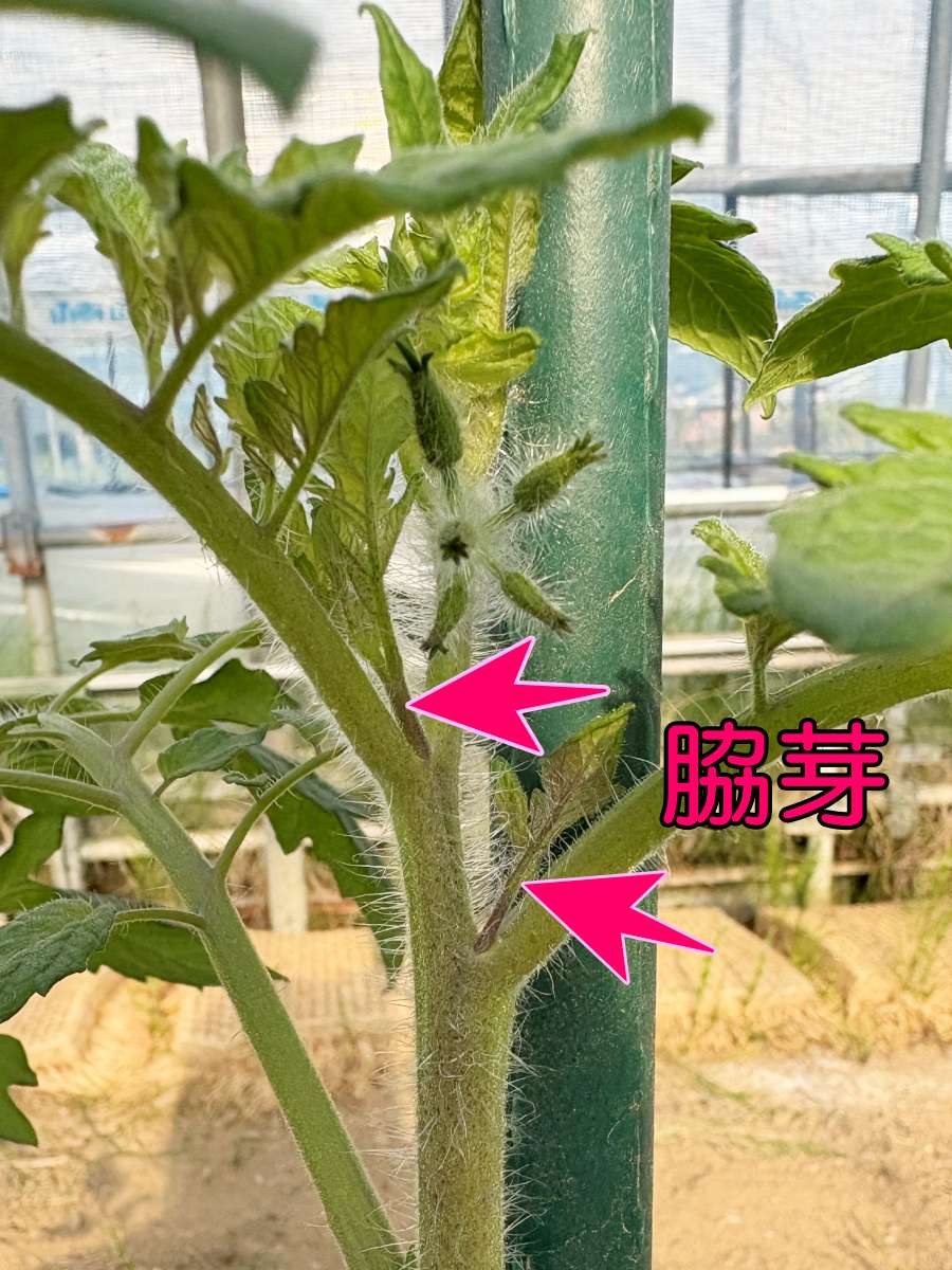 中玉トマト「フルティカ」の主枝と葉の付け根から発生した脇芽（わきめ）。ピンク色の矢印で2か所の脇芽位置を示す。茎には白い細かい毛が生え、生育旺盛な状態