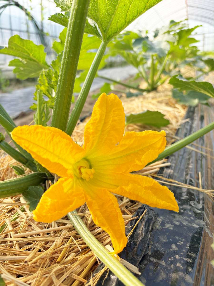 2026年5月18日早朝、ハウスで今年最初に咲いたズッキーニの雌花。花の付け根に小さな実（子房）がふくらんでいる様子。