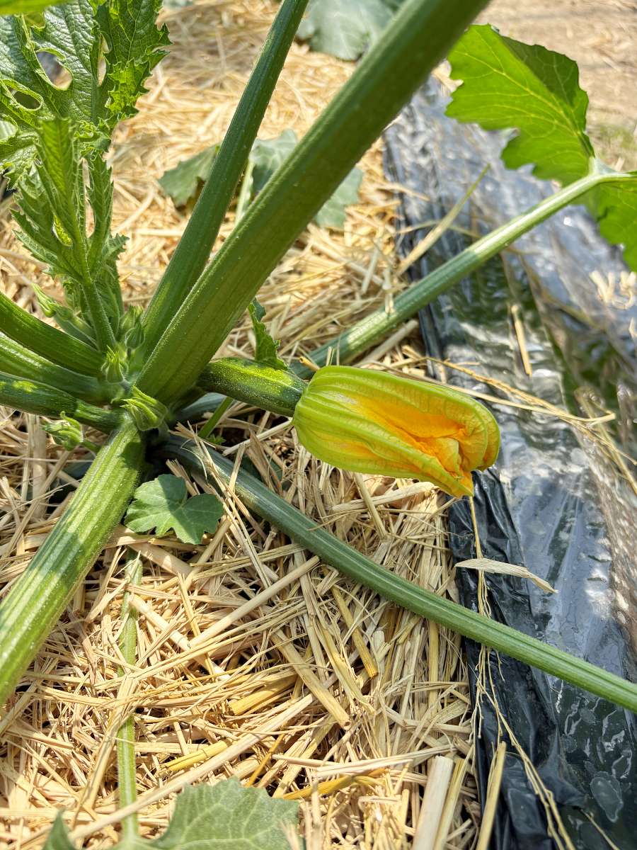 2026年5月18日の昼、しぼんだズッキーニの雌花。雄花が未開花だったため人工授粉できなかった。
