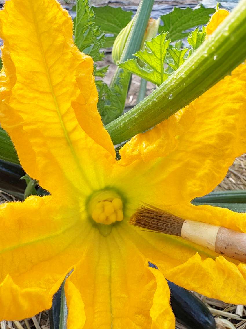 2026年5月27日早朝6時半、ハウス内のズッキーニの雌花。中央に見える雌しべに筆で花粉をつけて、人工授粉を行っている様子。