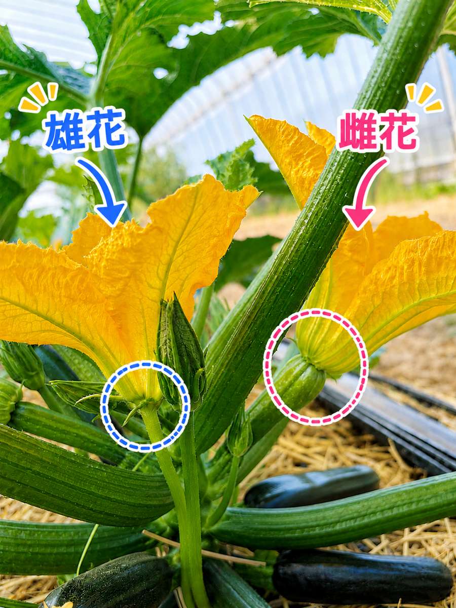 2026年5月27日早朝6時半、ハウス内のズッキーニ。左に雄花、右に雌花が同時に開花し、雌花の根元には小さな実（子房）がふくらんでいる。人工授粉が可能な状態。