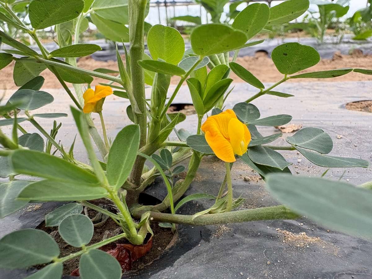 庄内の畑で咲いた落花生おおまさりの黄色い花2輪のクローズアップ