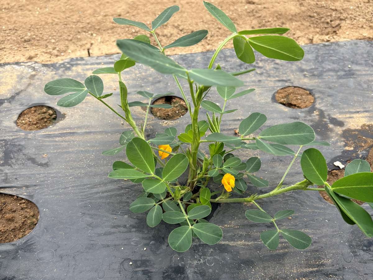 黒マルチに植え付けられた落花生おおまさりの開花期の株姿