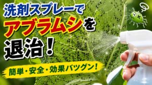 洗剤スプレーでアブラムシを退治。葉にびっしり付いたアブラムシにスプレーを吹き付ける様子。簡単・安全・効果バツグンと書かれたアイキャッチ画像