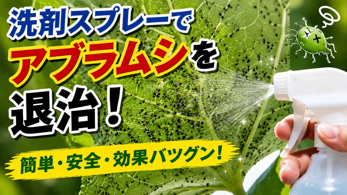 洗剤スプレーでアブラムシを退治。葉にびっしり付いたアブラムシにスプレーを吹き付ける様子。簡単・安全・効果バツグンと書かれたアイキャッチ画像