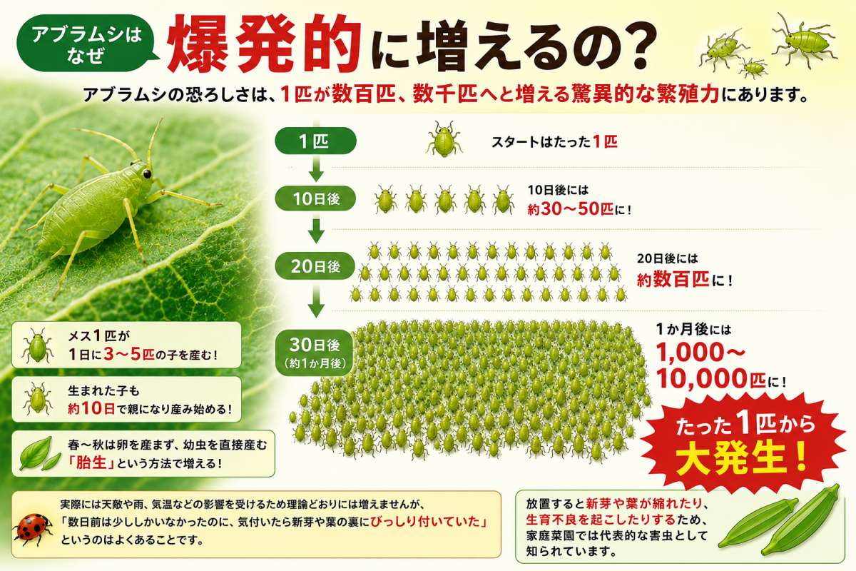 アブラムシの増殖スピードを示す図解。スタートは1匹、10日後には約30〜50匹、20日後には数百匹、30日後（約1か月後）には1,000〜10,000匹に増える。メス1匹が1日に3〜5匹の子を産み、生まれた子も約10日で親になり産み始める胎生のため、たった1匹から大発生する