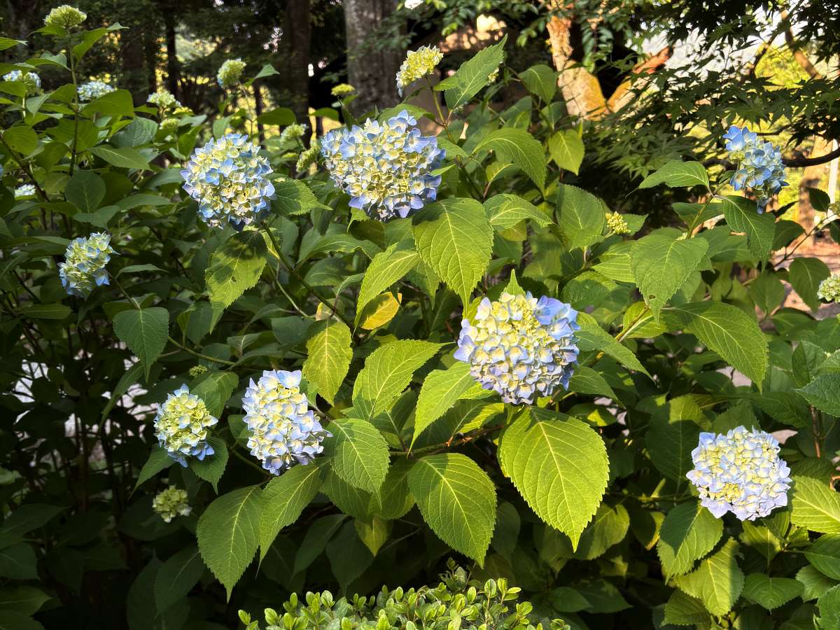 色づきはじめた青いアジサイの花。6月の庄内にて