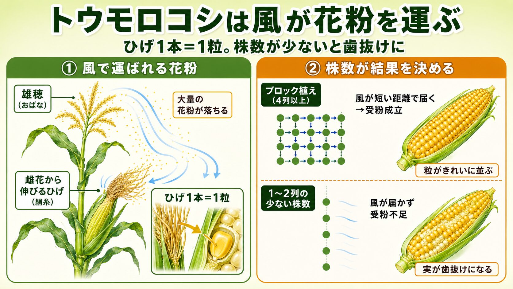 トウモロコシは風が花粉を運ぶ風媒花であることを示す解説図。左パネルは受粉の仕組みで、株の最上部の雄穂（おばな）から大量の花粉が落ち、中段の雌花から伸びるひげ（絹糸）にかかって受粉が成立する流れと、ひげ1本が1粒に対応する関係を図示。右パネルは株数による違いで、4列以上のブロック植えなら風が短い距離で届き粒がきれいに並ぶが、1〜2列の少ない株数では風が届かず受粉不足で実が歯抜けになることを比較したインフォグラフィック。